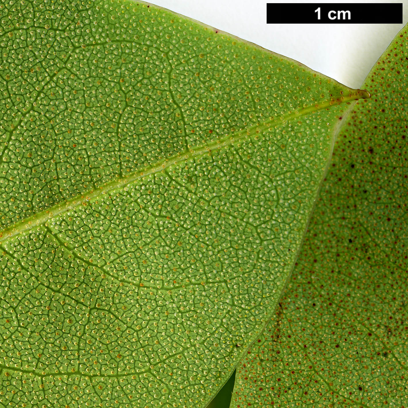 High resolution image: Family: Ericaceae - Genus: Rhododendron - Taxon: walongense